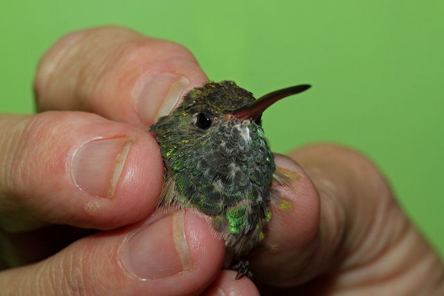 Buff-bellied Hummingbird