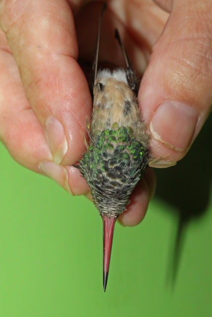 Buff-bellied Hummingbird