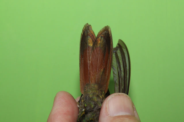 Buff-bellied Hummingbird