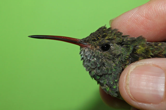Buff-bellied Hummingbird