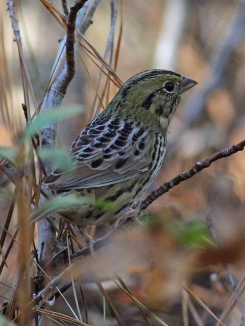Henslow's Sparrow