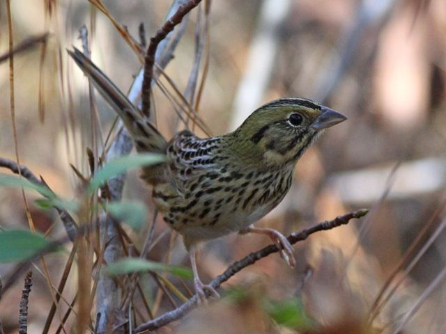 Henslow's Sparrow