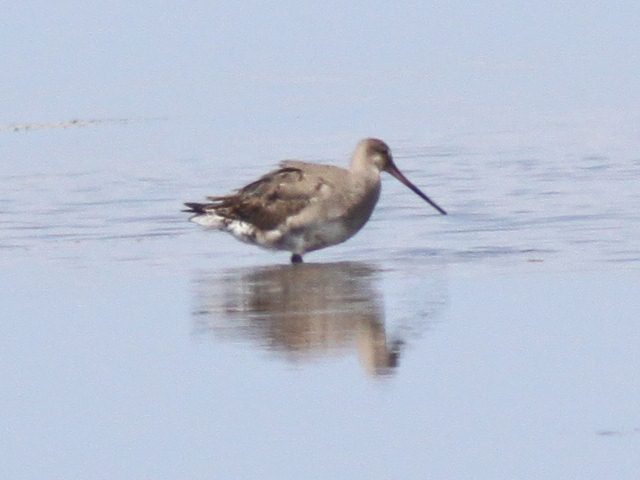 Hudsonian Godwits