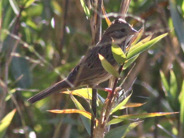 Lincoln's_Sparrows