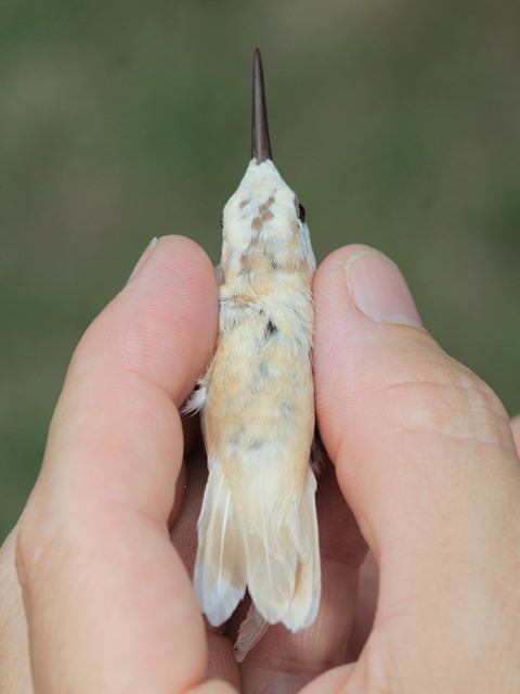 Ruby-throated Hummingbird