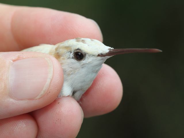 Ruby-throated Hummingbird