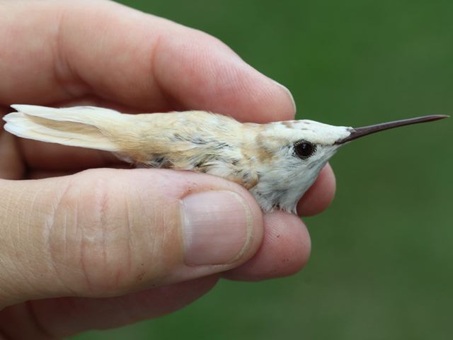 Ruby-throated Hummingbird