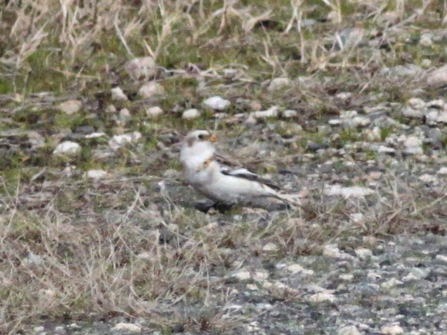 Snow Bunting