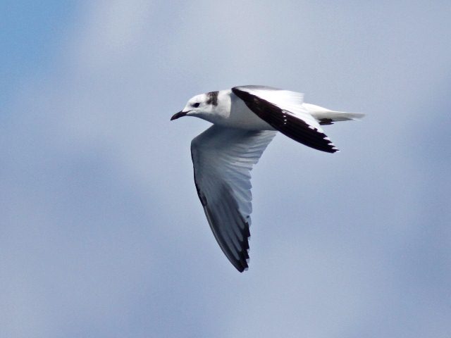 Sabine's Gull