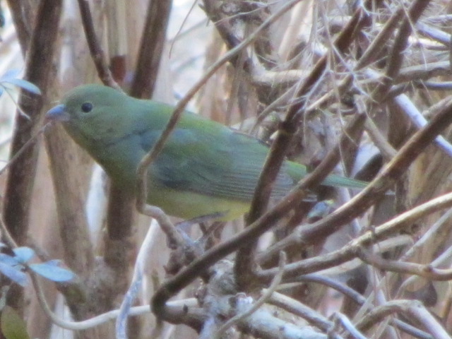 Painted Bunting