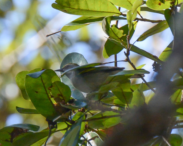 Golden-winged Warbler