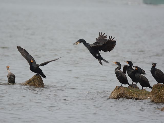 Great Cormorant