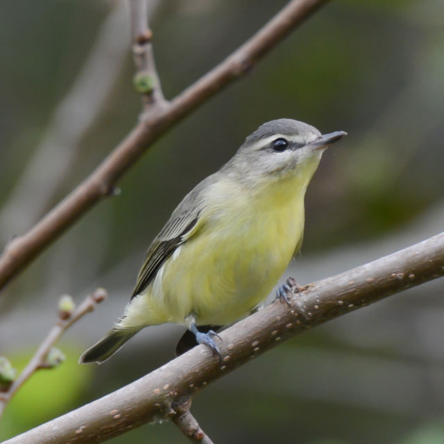 Philadelphia Vireo