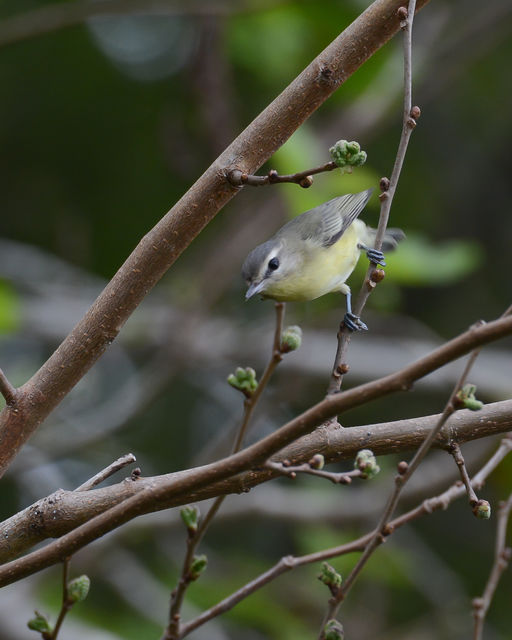 Philadelphia Vireo