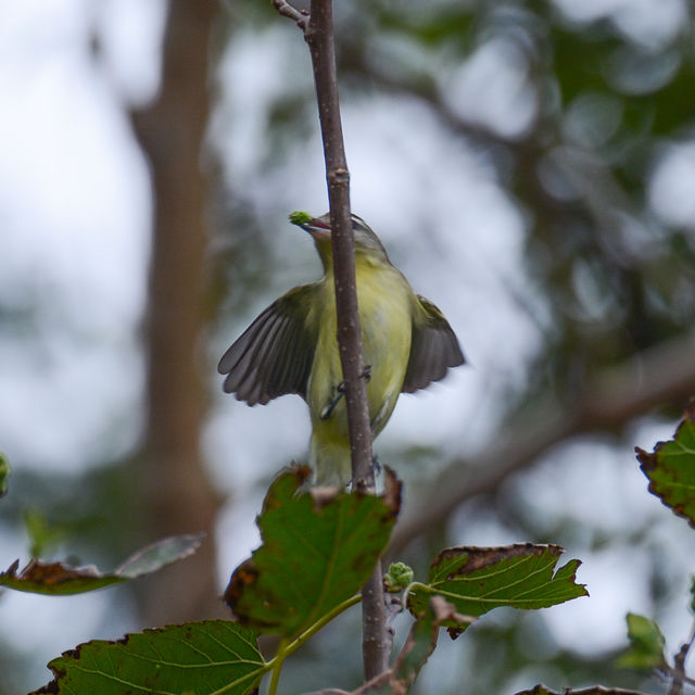 Philadelphia Vireo
