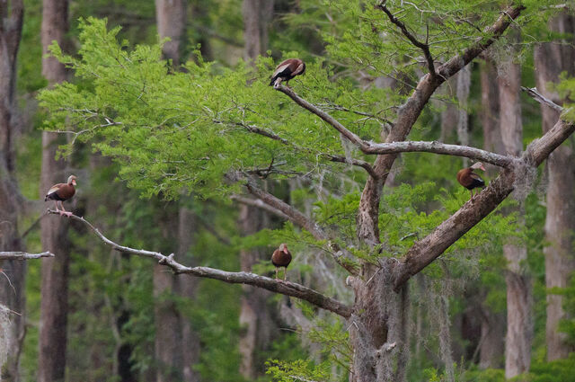 Black-bellied Whistling-Duck