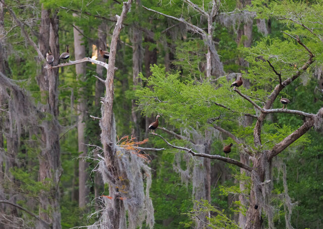 Black-bellied Whistling-Duck