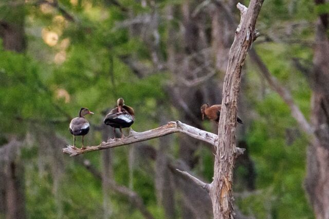 Black-bellied Whistling-Duck