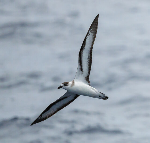 Black-capped Petrel