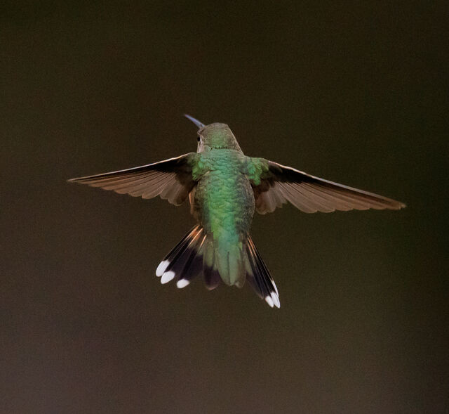 Broad-tailed Hummingbird