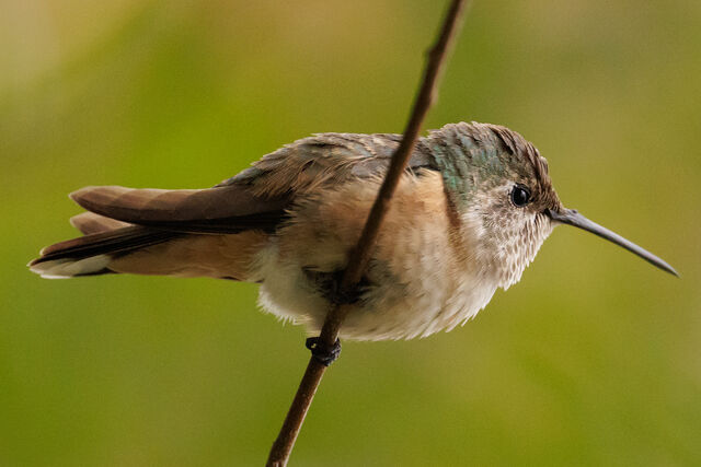 Broad-tailed Hummingbird