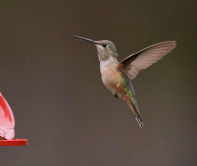 Broad-tailed Hummingbird