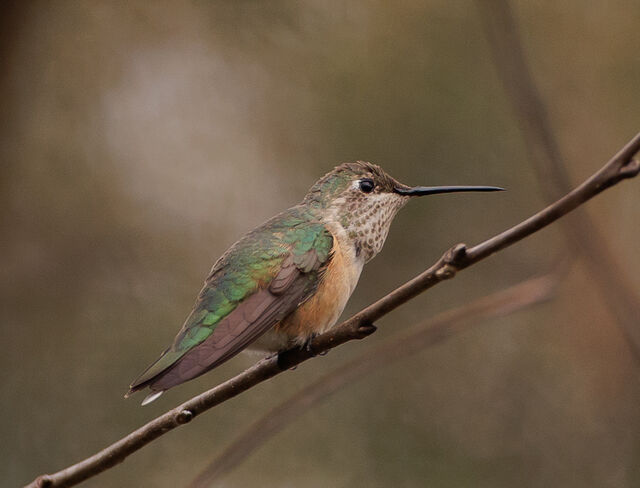 Broad-tailed Hummingbird