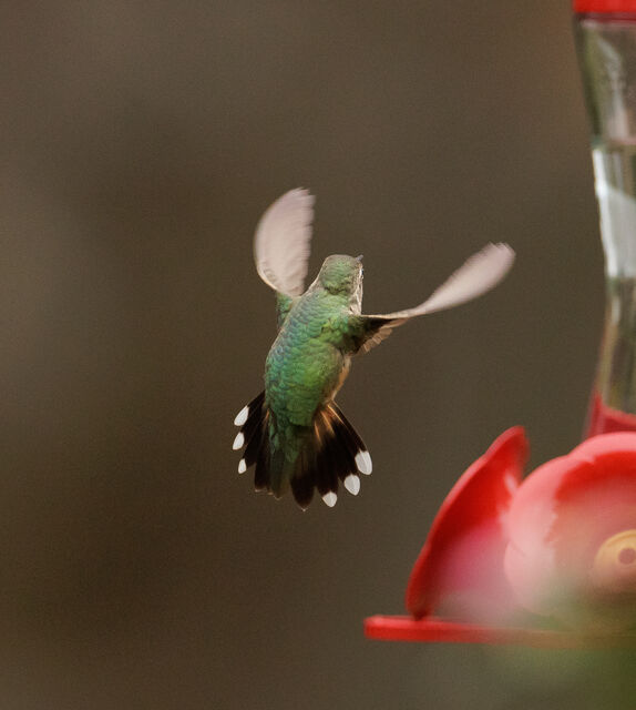 Broad-tailed Hummingbird