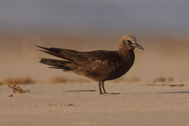 Brown Noddy
