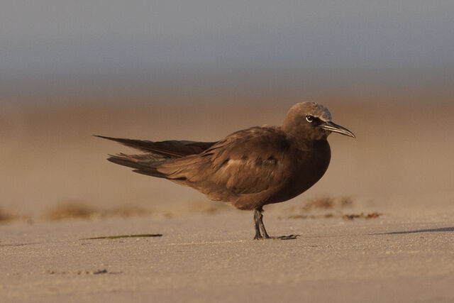 Brown Noddy