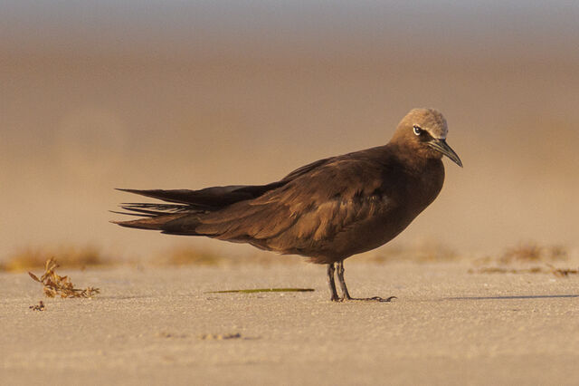 Brown Noddy