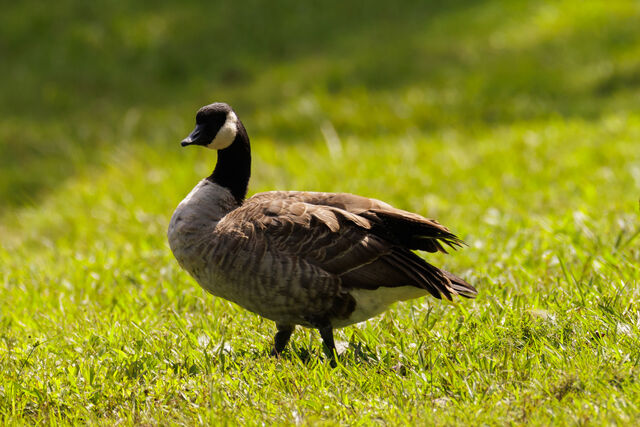 Cackling Goose