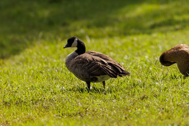 Cackling Goose