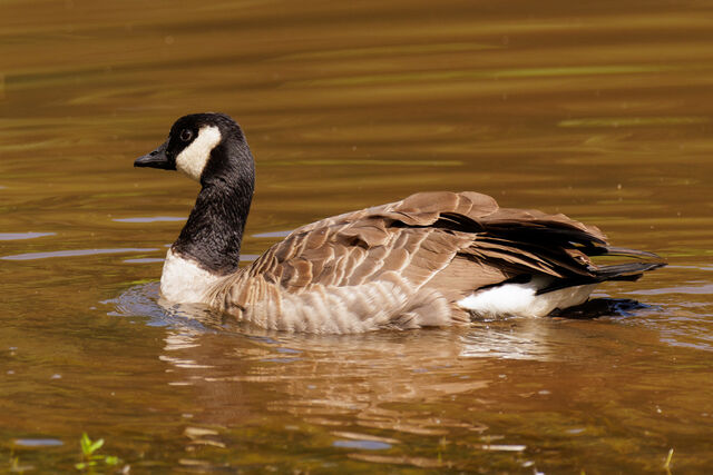 Cackling Goose