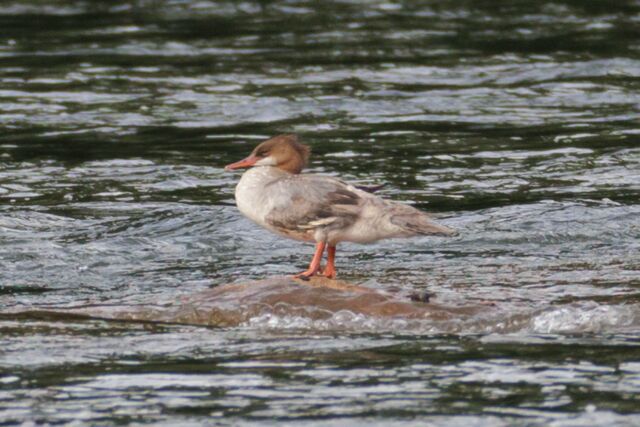 Common Merganser