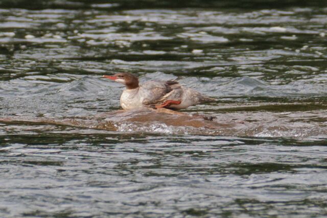 Common Merganser