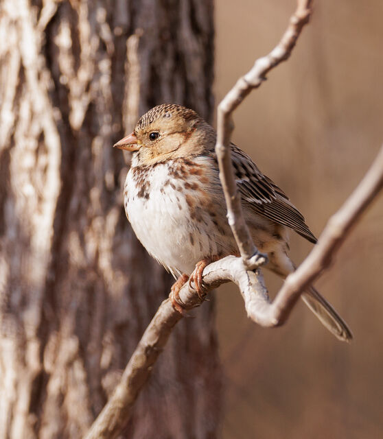 Harris's Sparrow