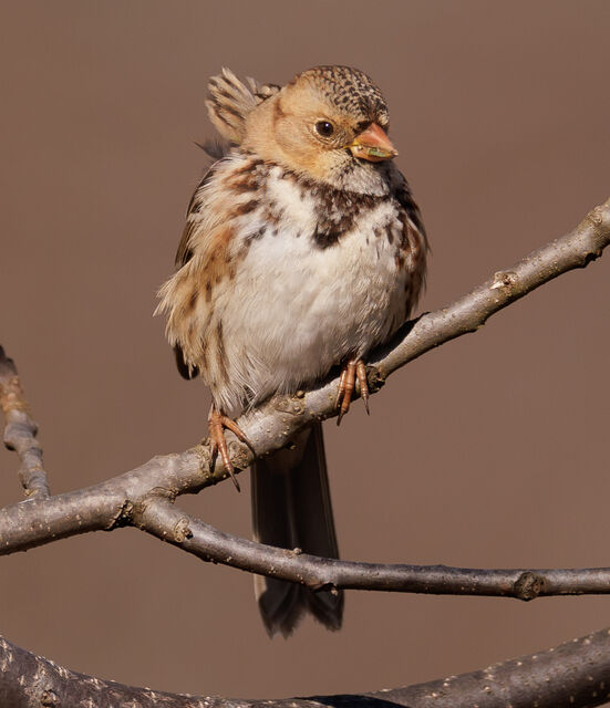 Harris's Sparrow