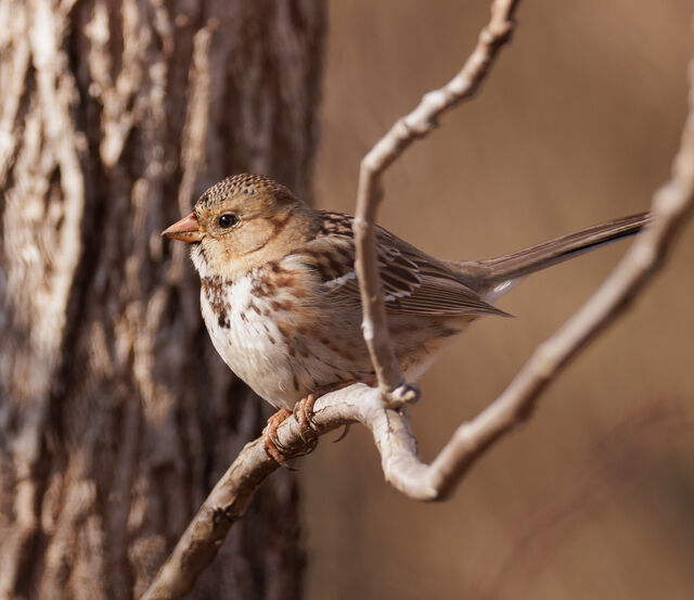 Harris's Sparrow