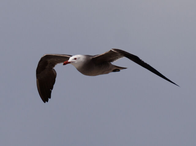 Heermann's Gull