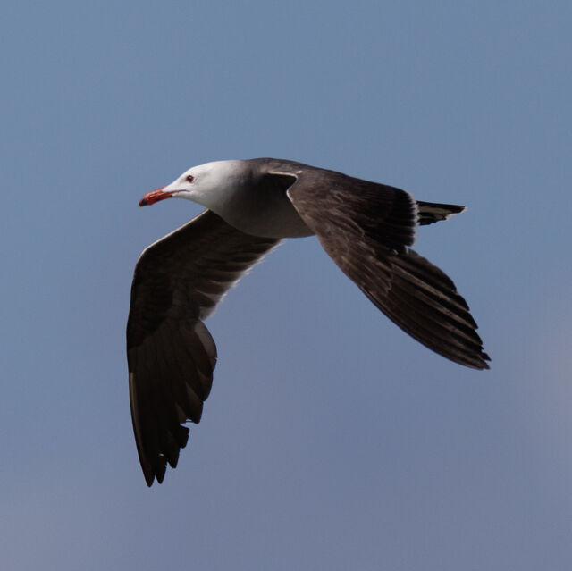 Heermann's Gull