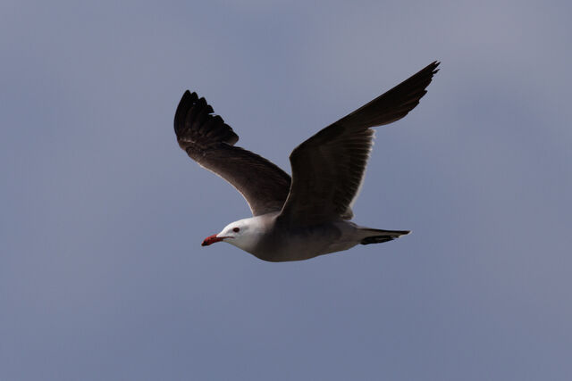 Heermann's Gull