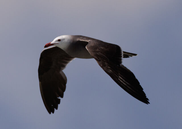 Heermann's Gull