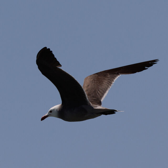 Heermann's Gull