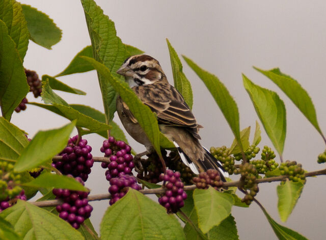 Lark Sparrow