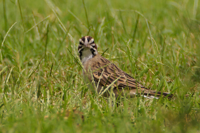 Lark Sparrow