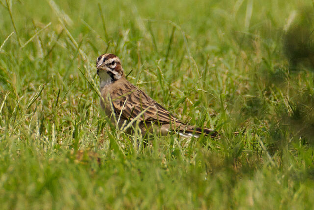 Lark Sparrow