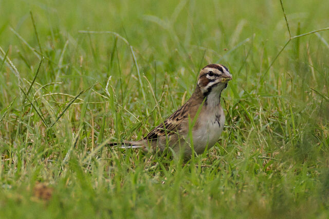 Lark Sparrow