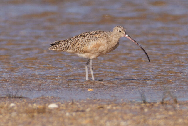 Long-billed Curlew