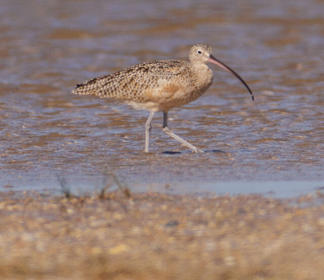 Long-billed Curlew